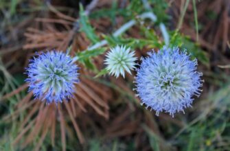 Ботанический сад Котишина