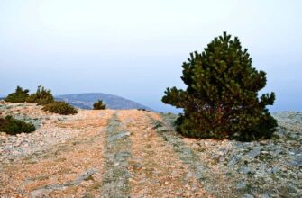 Видова гора на острове Брач