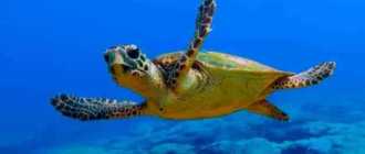 Черепаха в Адриатическое море